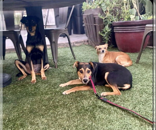 Medium Photo #8 Chiweenie Puppy For Sale in Escondido, CA, USA