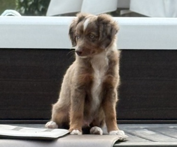 Medium Photo #46 Miniature Australian Shepherd Puppy For Sale in FORT MYERS, FL, USA