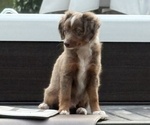 Small #1 Miniature Australian Shepherd