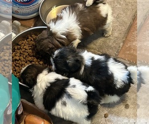 Shih Tzu Puppy for sale in HENRICO, VA, USA
