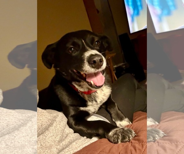 Medium Photo #5 Mutt Puppy For Sale in Westwood, NJ, USA