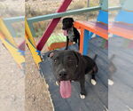 Small #4 American Pit Bull Terrier-Labrador Retriever Mix
