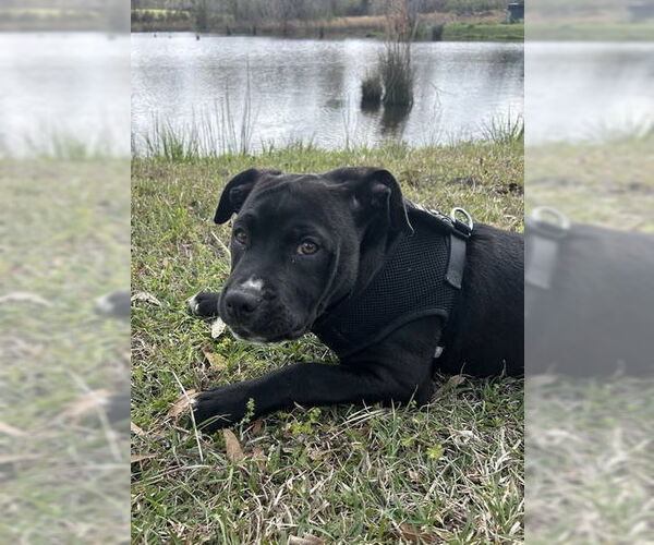 Medium Photo #4 Bulldog-Labrador Retriever Mix Puppy For Sale in Tarrytown, GA, USA