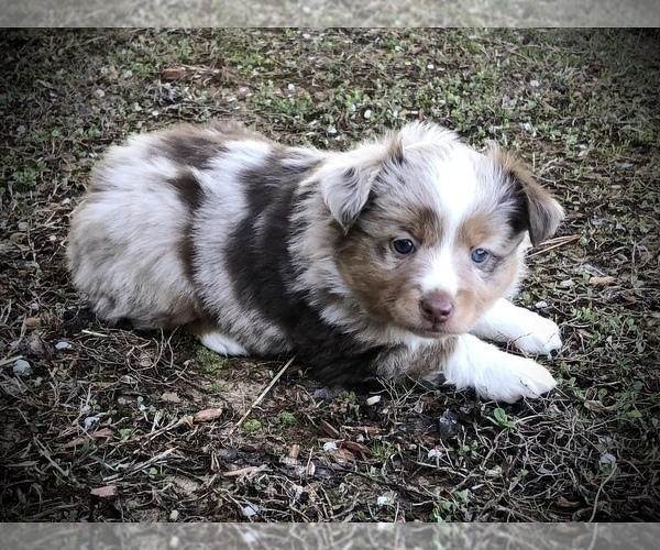 Medium Photo #5 Miniature Australian Shepherd Puppy For Sale in HOWE, OK, USA