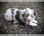 Small Photo #5 Miniature Australian Shepherd Puppy For Sale in HOWE, OK, USA