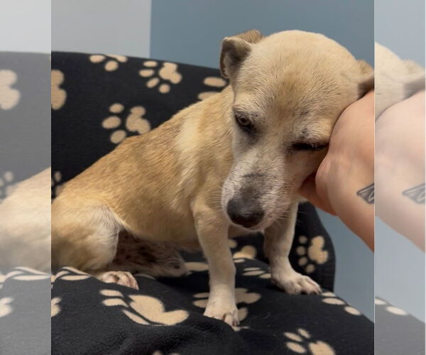 Medium Photo #3 Dachshund-Unknown Mix Puppy For Sale in Weston, FL, USA