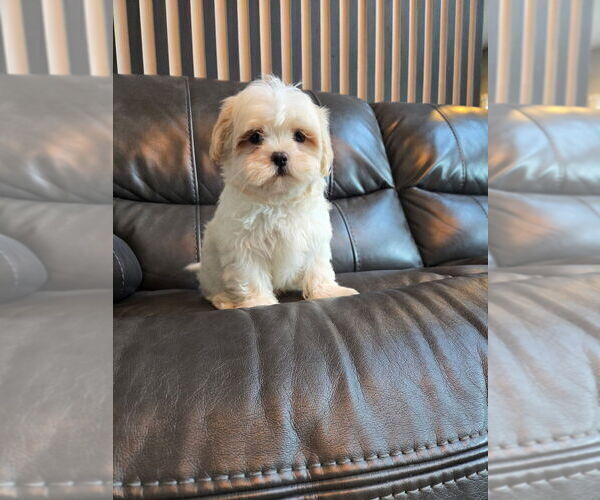 Medium Photo #3 Mal-Shi Puppy For Sale in INDIANAPOLIS, IN, USA