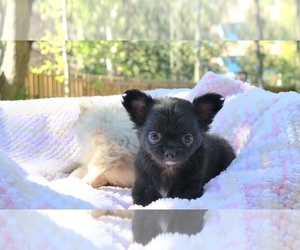 Chihuahua Puppy for sale in SAN ANTONIO, TX, USA