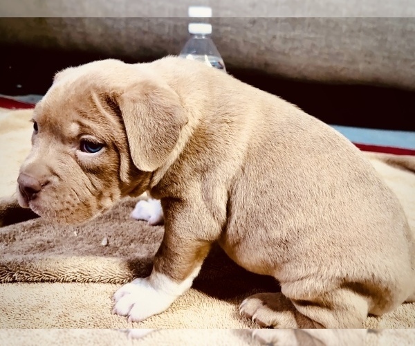 Medium Photo #8 American Bully Puppy For Sale in GROVE CITY, MN, USA