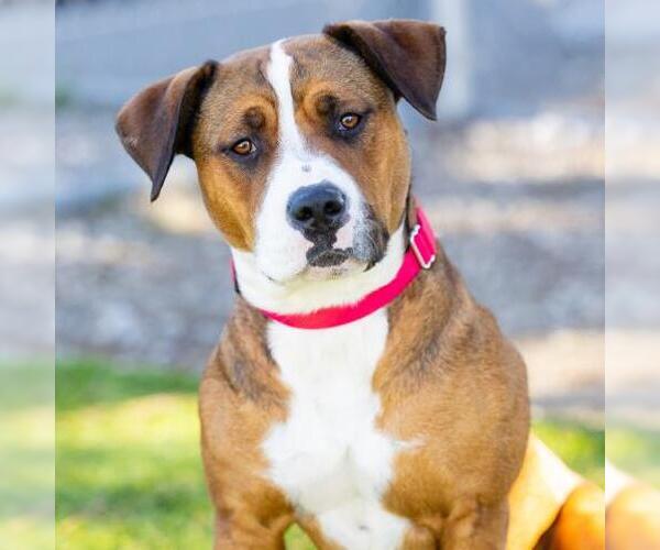 Medium Photo #1 Boxer-Unknown Mix Puppy For Sale in Camarillo, CA, USA