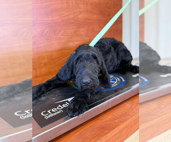 Medium Photo #2 Labrador Retriever-Unknown Mix Puppy For Sale in Valrico, FL, USA