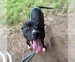 American Pit Bull Terrier-Unknown Mix Dogs for adoption in Tulsa, OK, USA