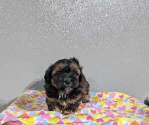 ShihPoo Puppy for sale in DILLON, SC, USA