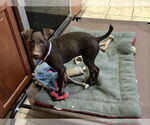 Small #1 Doberman Pinscher-Labrador Retriever Mix