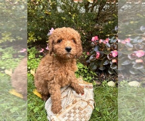 Cockapoo Puppy for sale in MIDDLEBURY, IN, USA