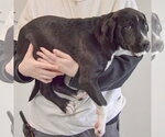 Small #1 American Staffordshire Terrier-Labrador Retriever Mix