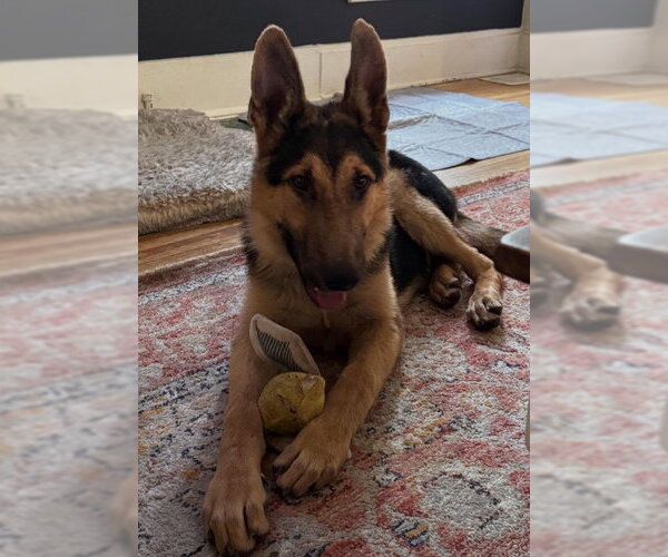 Medium Photo #2 German Shepherd Dog Puppy For Sale in Kansas City, MO, USA
