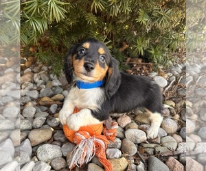 Dachshund Puppy for sale in MIDDLEBURY, IN, USA