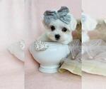 Image preview for Ad Listing. Nickname: Maltese Puppies