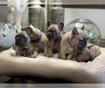 Small Photo #4 French Bulldog Puppy For Sale in MISSION HILLS, CA, USA