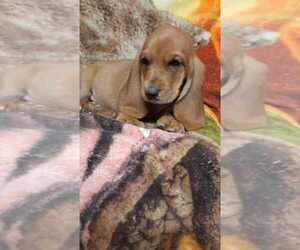 Basset Hound Puppy for sale in SALEM, WV, USA