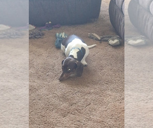 Father of the Dachshund puppies born on 12/04/2025