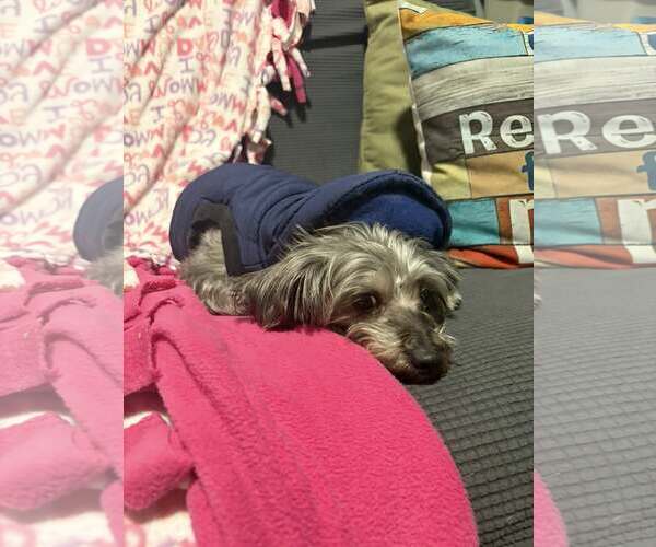 Medium Photo #2 Miniature Schnauzer-Poodle (Miniature) Mix Puppy For Sale in Mukwonago, WI, USA