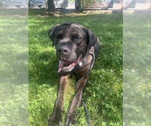 Mutt Dogs for adoption in Forestville, MD, USA