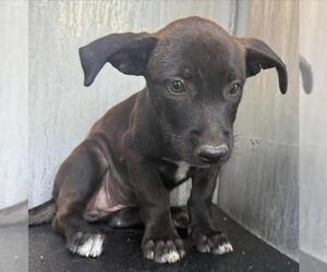 Labrador Retriever-Unknown Mix Dogs for adoption in San Antonio, TX, USA