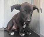 Small Labrador Retriever Mix
