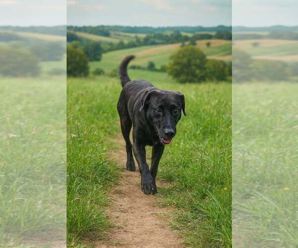 Medium Photo #3 Dachsador Puppy For Sale in Oakhurst, NJ, USA