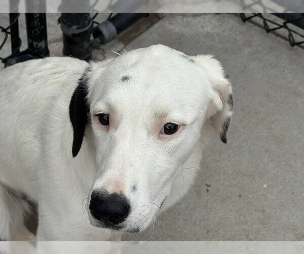 Medium Photo #1 Labrador Retriever-Unknown Mix Puppy For Sale in Tulsa, OK, USA