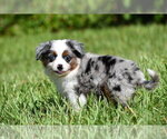 Small #1 Miniature Australian Shepherd