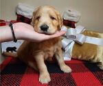 Small Photo #9 Goldendoodle Puppy For Sale in WINDER, GA, USA