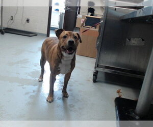Mutt Dogs for adoption in Fayetteville, NC, USA
