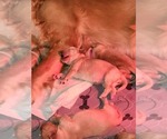 Small Photo #9 Golden Retriever Puppy For Sale in PAULINE, SC, USA