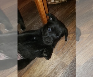 Alusky-American Pit Bull Terrier Mix Puppy for sale in SOUTH ELMA, WA, USA