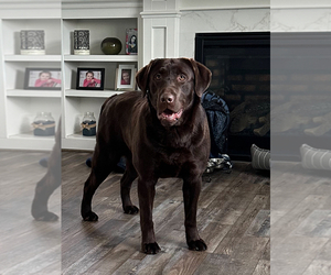 Father of the Labrador Retriever puppies born on 08/30/2025