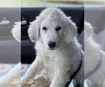 Small #25 Great Pyrenees Mix