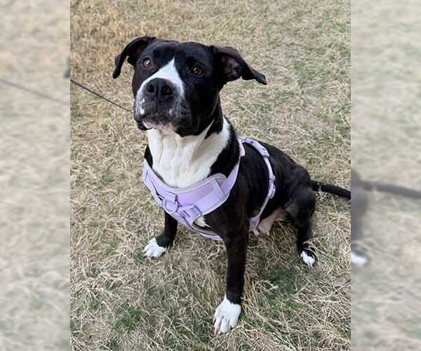 Medium Photo #2 Mutt Puppy For Sale in Lake Wylie, SC, USA