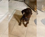 Puppy Blue Doberman Pinscher