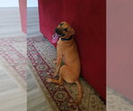 Small #17 Labrador Retriever Mix