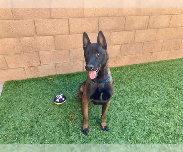 Medium Photo #2 Mutt Puppy For Sale in Moreno Valley, CA, USA