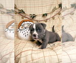 Small Photo #4 American Bully Puppy For Sale in BEDFORD, MA, USA