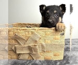 German Shepherd Dog Puppy for sale in INDIANAPOLIS, IN, USA