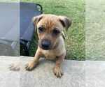 Small Photo #4 Black Mouth Cur-Unknown Mix Puppy For Sale in Oakhurst, NJ, USA