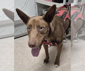 Labrador Retriever Dogs for adoption in Bakersfield, CA, USA