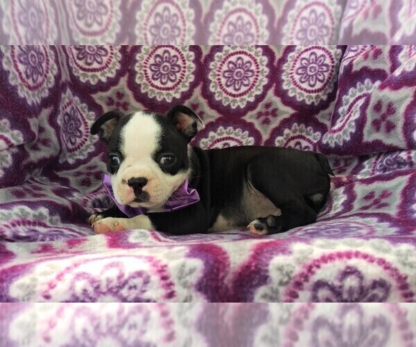 Medium Photo #5 Boston Terrier Puppy For Sale in LANCASTER, PA, USA