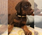 Small Photo #1 Doberman Pinscher Puppy For Sale in LAKE ODESSA, MI, USA