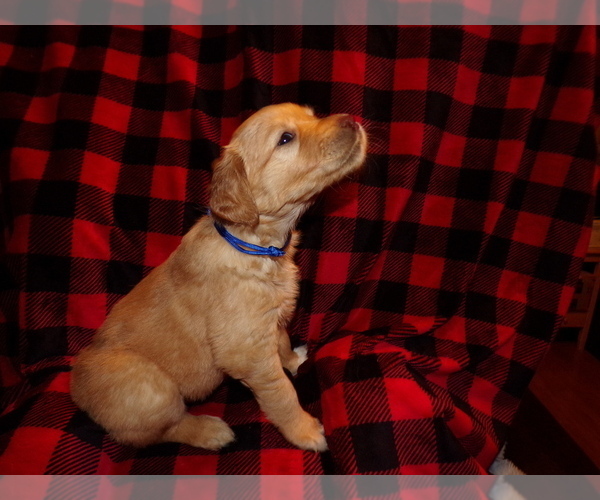 Medium Photo #1 Golden Retriever Puppy For Sale in HAM LAKE, MN, USA